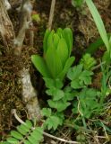 Lilium ledebourii. Вегетирующее растение. Азербайджан, Лерикский р-н. 13.04.2010.