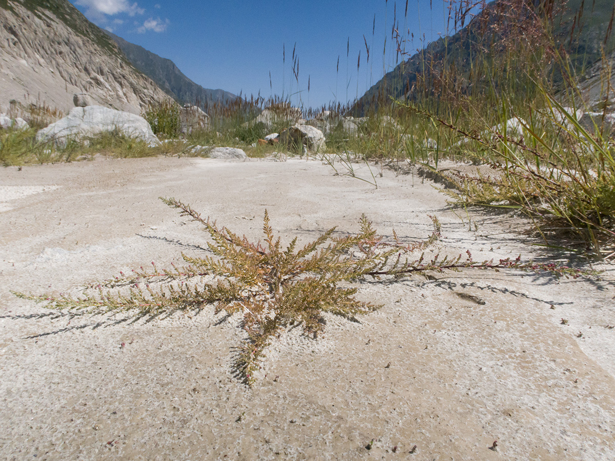 Image of Myricaria bracteata specimen.