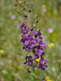 Verbascum phoeniceum. Часть соцветия. Крым, Караларский природный парк, долина р. Сююрташ, степь. 09.05.2021.