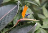 Strelitzia reginae. Соцветие и часть листа. Таиланд, о. Пхукет, территория отеля, в культуре. 25.02.2018.