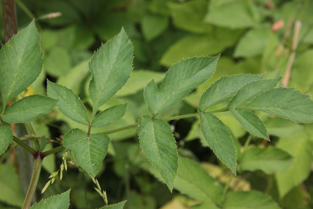 Изображение особи Angelica sylvestris.