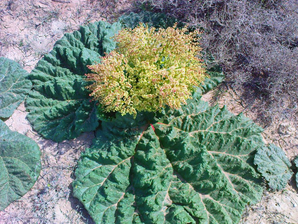 Изображение особи Rheum tataricum.