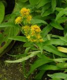 Solidago compacta. Верхушка цветущего растения. Мурманская обл., г. Кировск, ПАБСИ, в культуре. 03.08.2012.