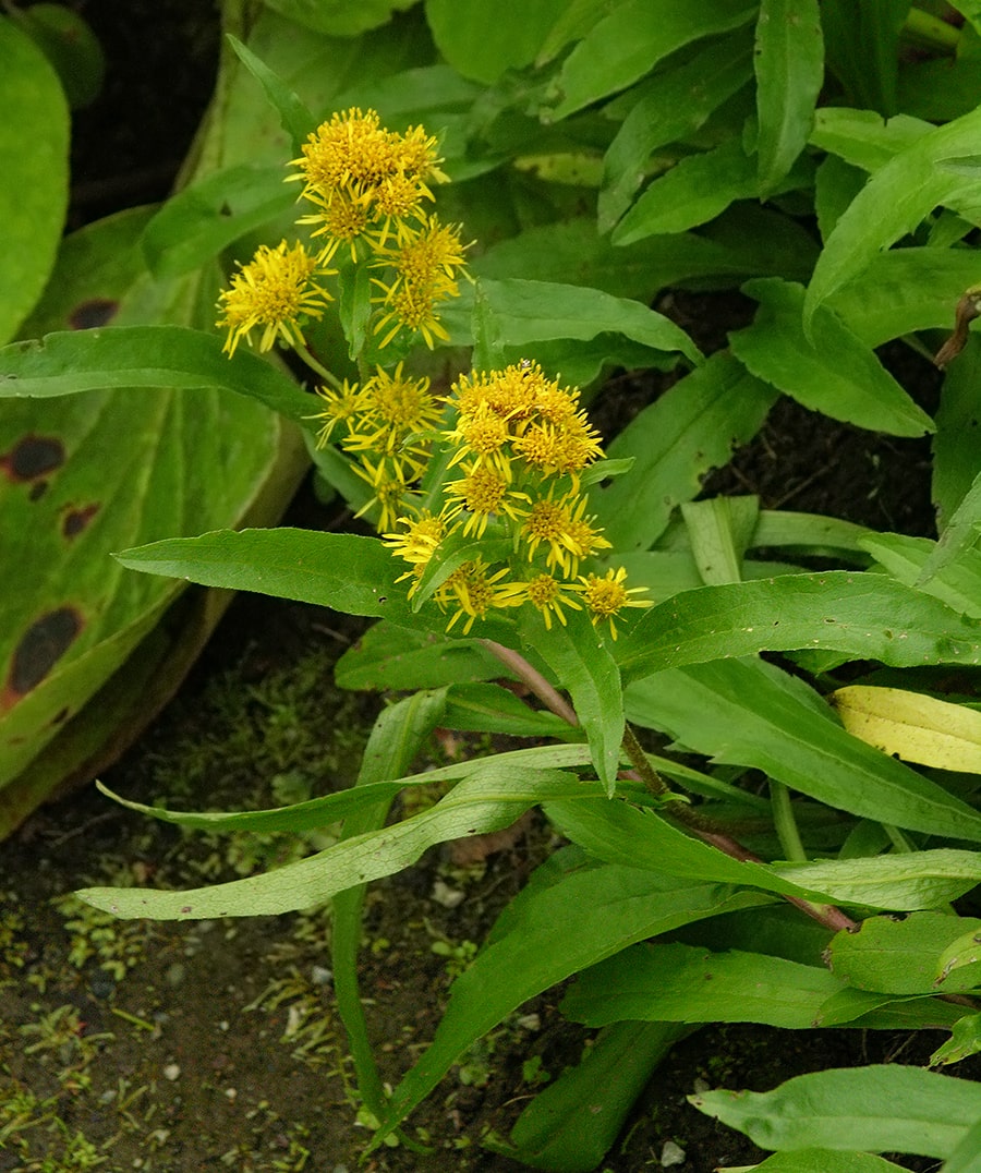 Изображение особи Solidago compacta.