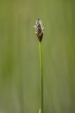 Image of taxon representative. Author is Илья Михеев