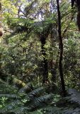 ordo Cyatheales. Вегетирующее растение. Мадагаскар, провинция Анциранана, регион Диана, окр. г. Анциранана, национальный парк \"Янтарная гора\". 03.05.2018.