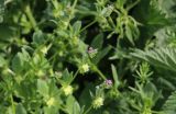 Asperugo procumbens