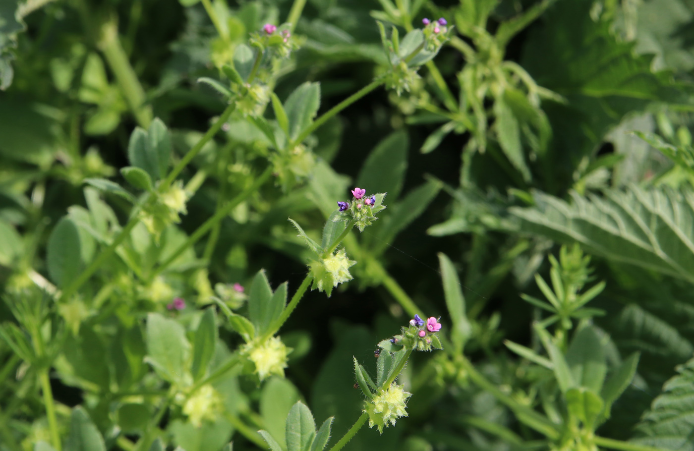 Изображение особи Asperugo procumbens.