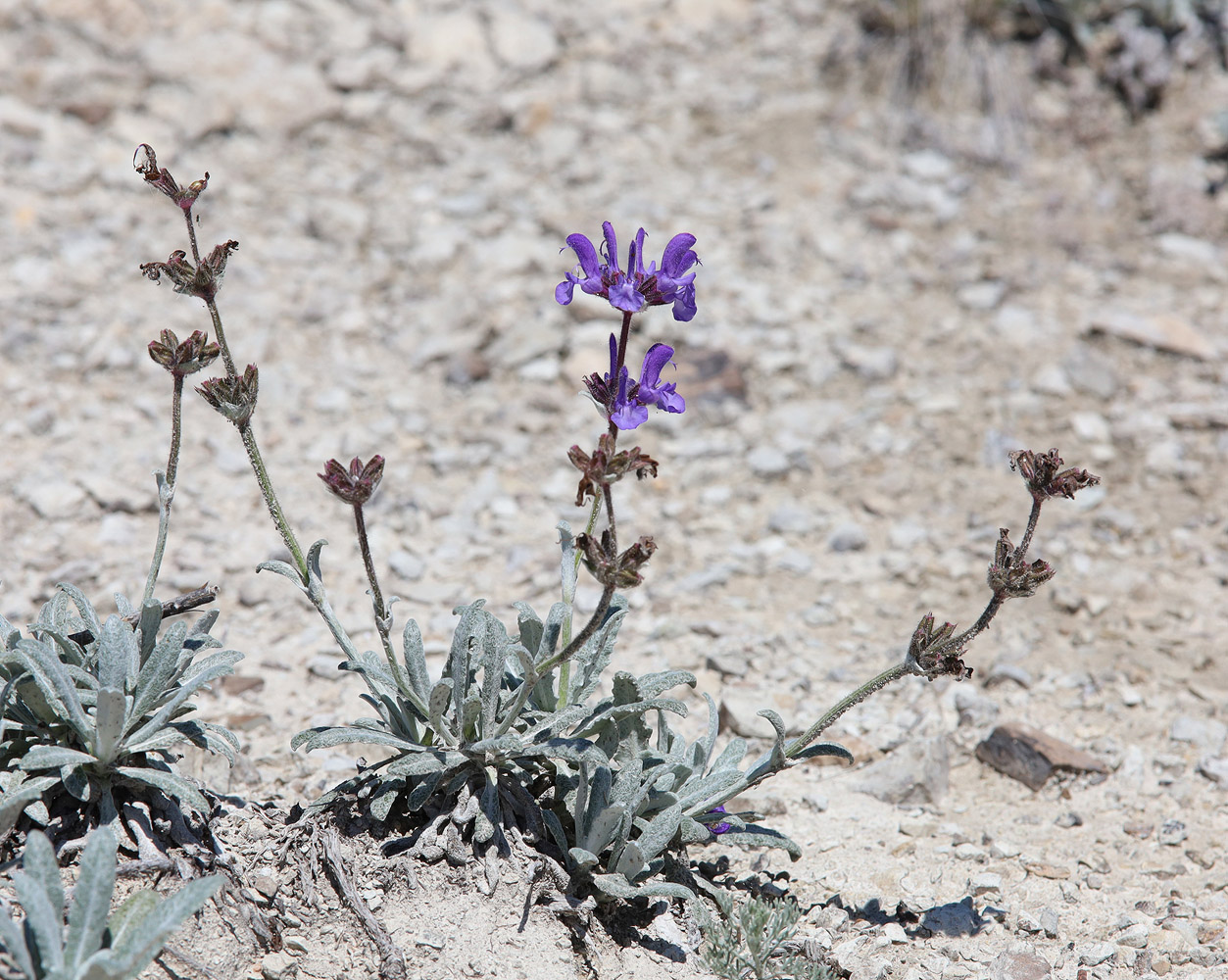 Image of Salvia canescens var. daghestanica specimen.