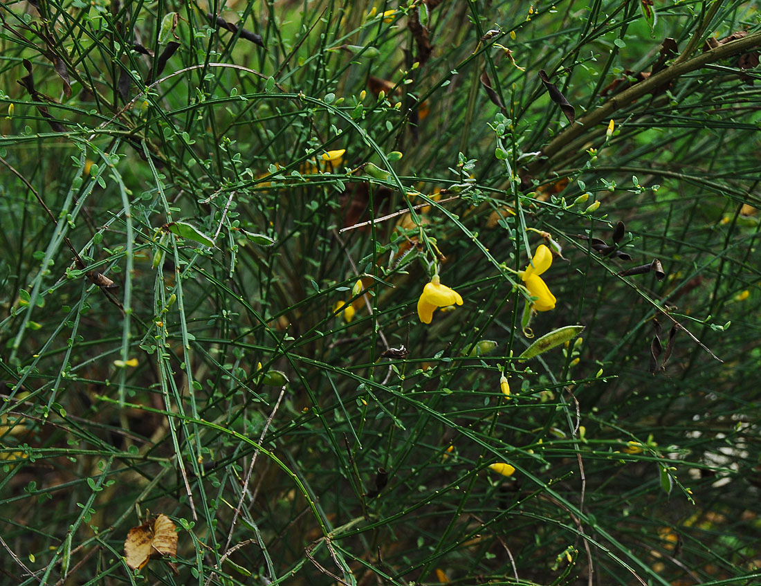 Image of Sarothamnus scoparius specimen.