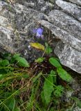 Campanula woronowii