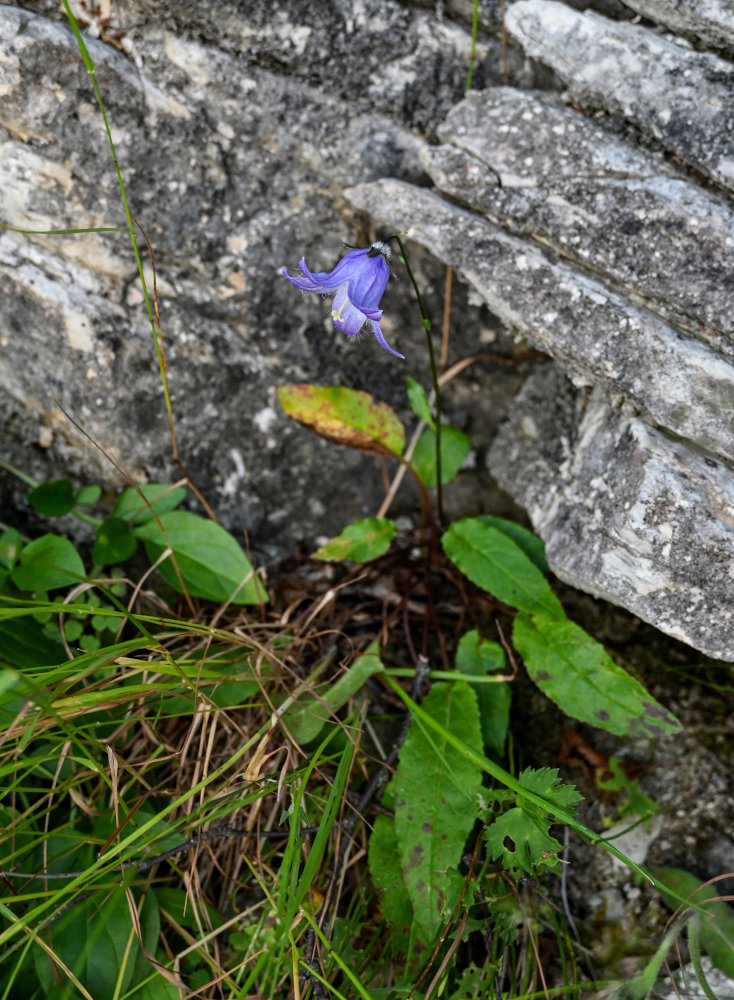 Image of Campanula woronowii specimen.