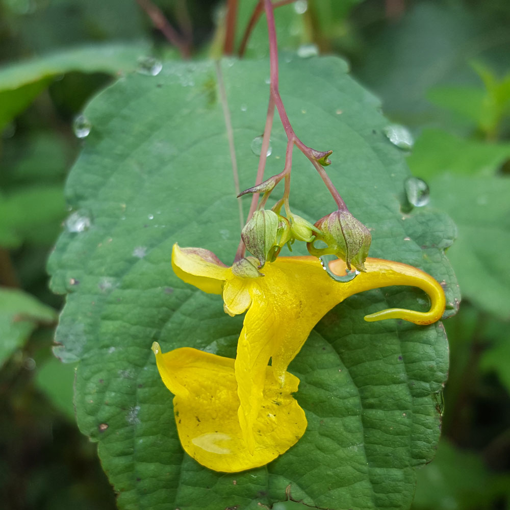 Image of Impatiens noli-tangere specimen.