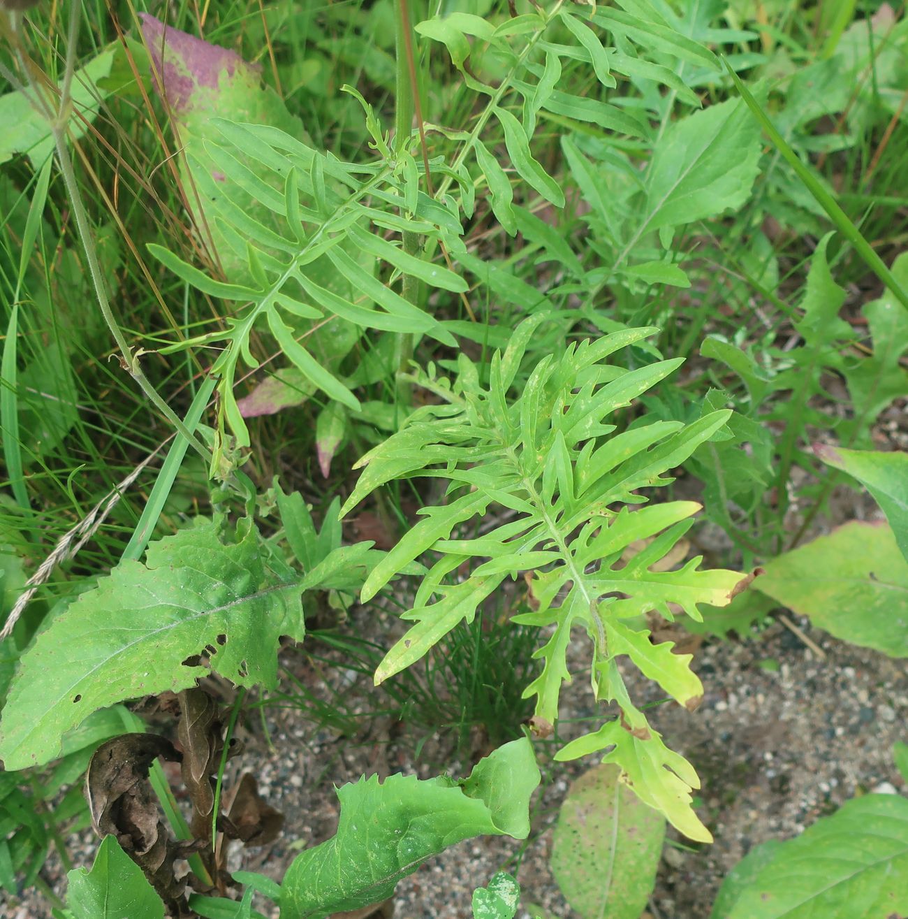 Image of Centaurea scabiosa specimen.