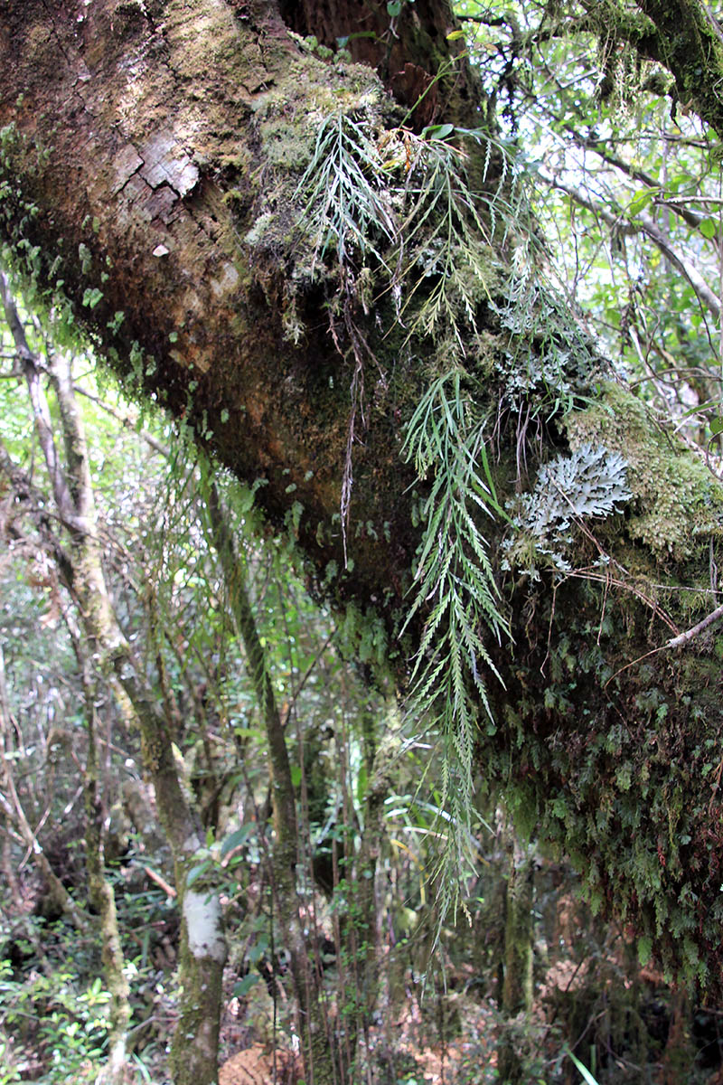 Image of Asplenium flaccidum specimen.