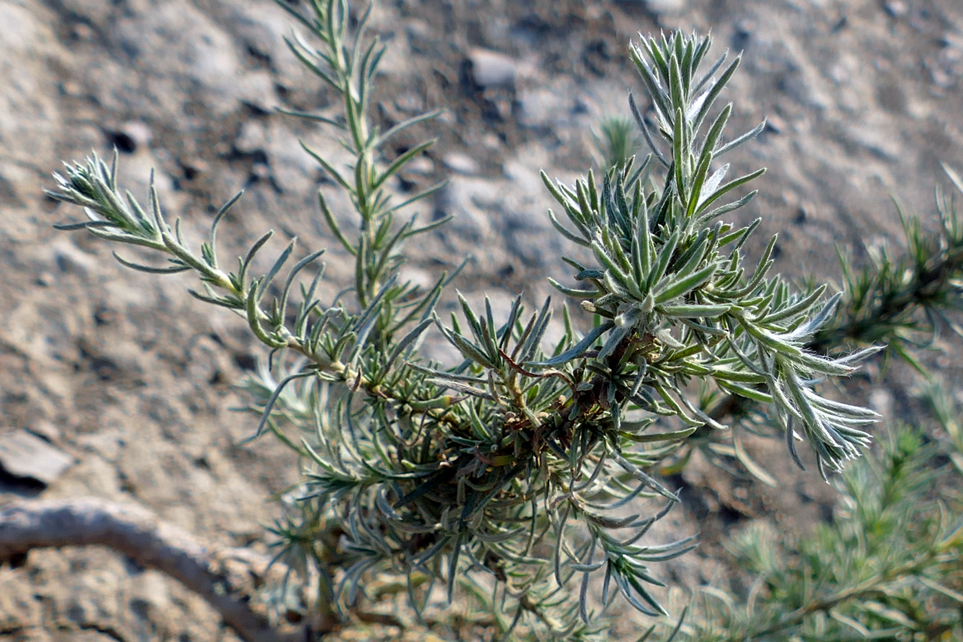 Image of Bassia prostrata specimen.