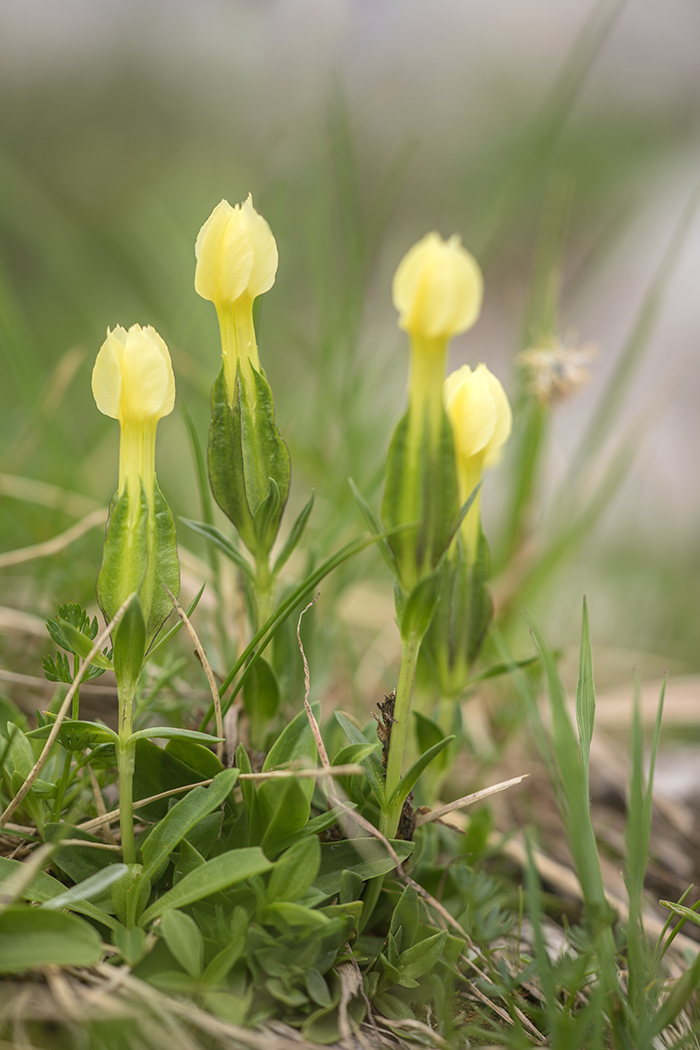 Изображение особи Gentiana oschtenica.