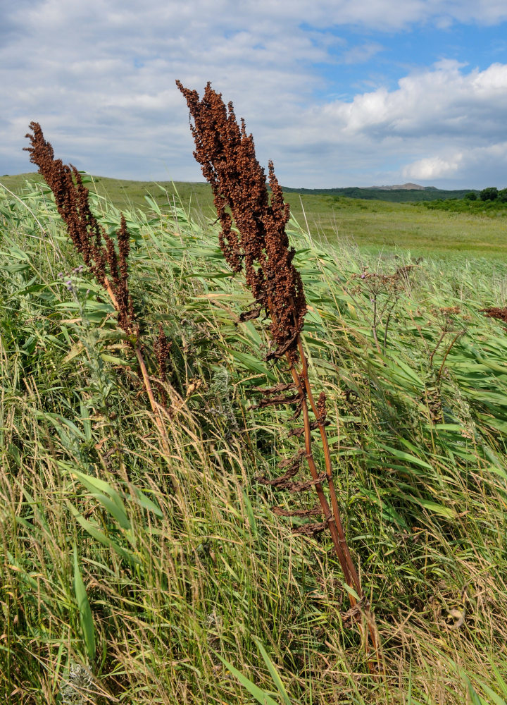 Изображение особи род Rumex.