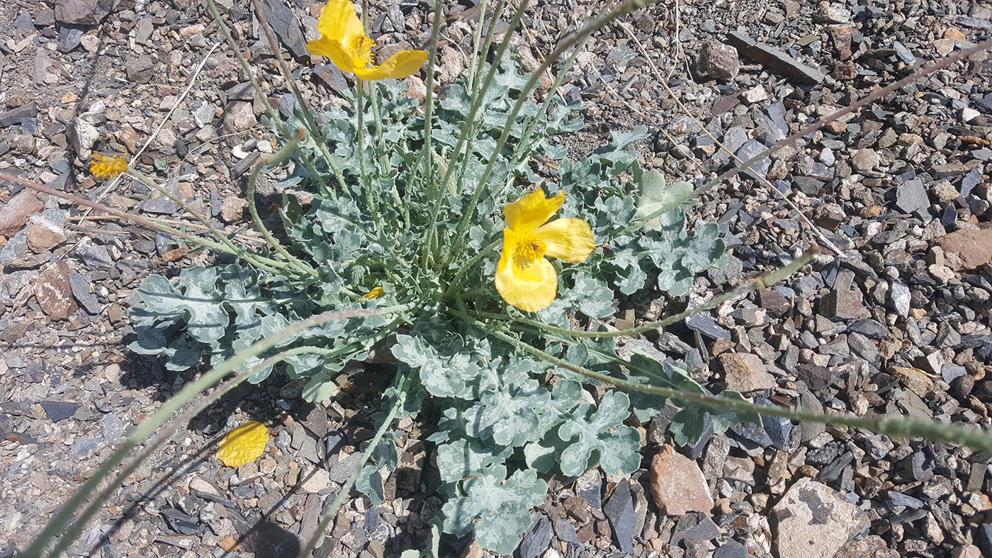 Image of Glaucium squamigerum specimen.