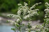 Spiraea crenata. Верхушка ветви с соцветиями. Дагестан, Сергокалинский р-н, долина р. Кака-Озень, луговой склон. 04.05.2022.