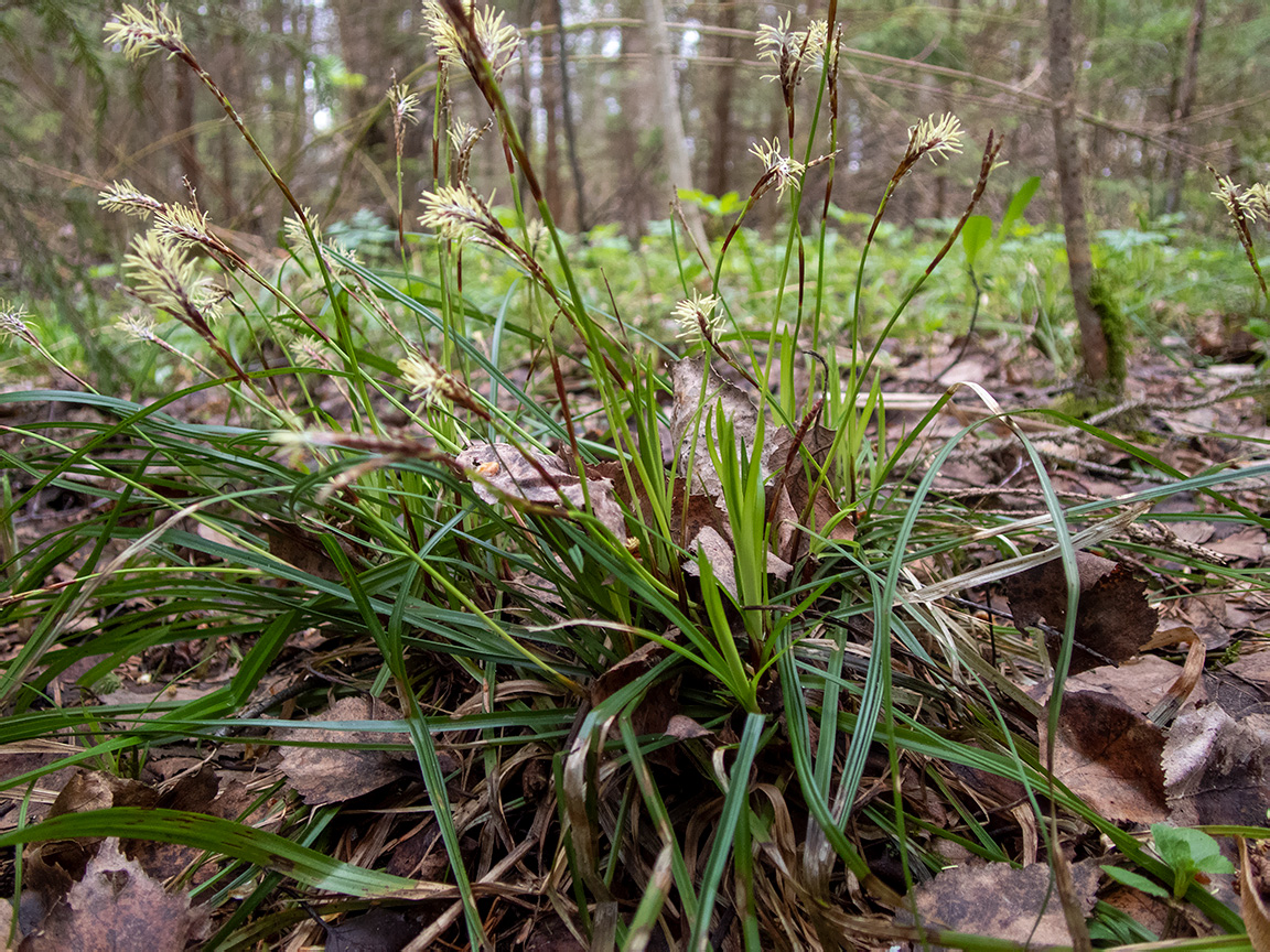 Изображение особи Carex digitata.