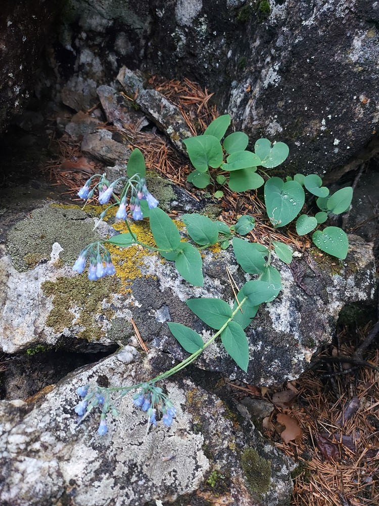 Image of Mertensia serrulata specimen.