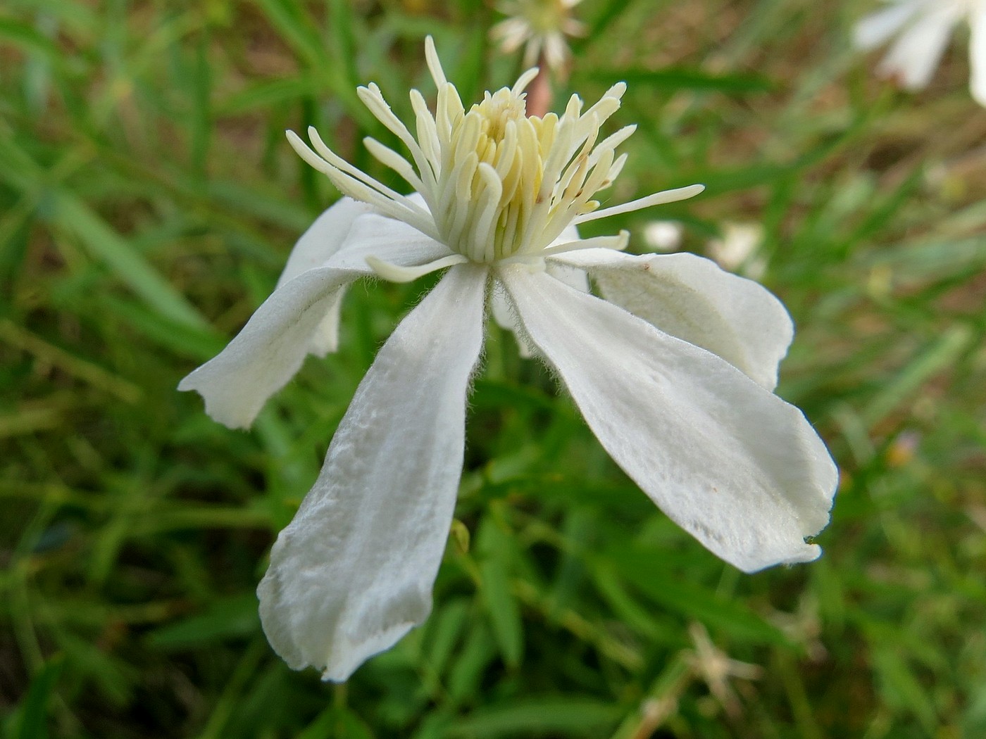 Image of Clematis hexapetala specimen.