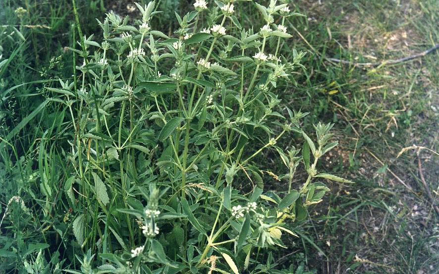 Image of Marrubium praecox specimen.