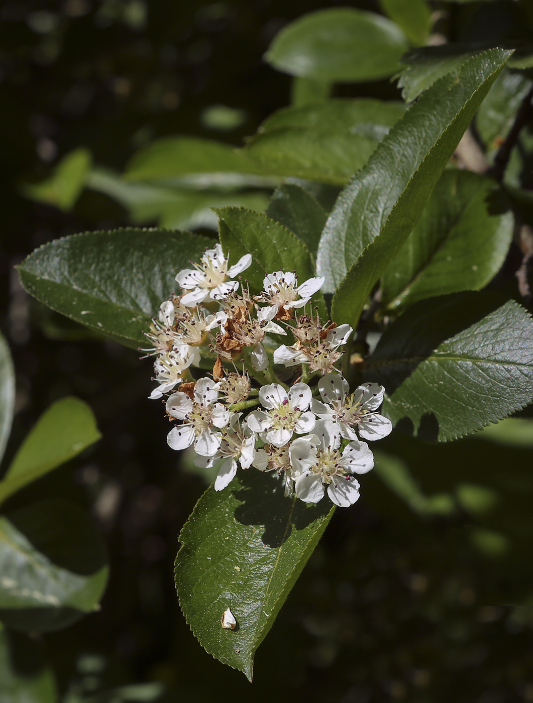 Изображение особи &times; Sorbaronia mitschurinii.