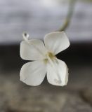 Dianthus cretaceus