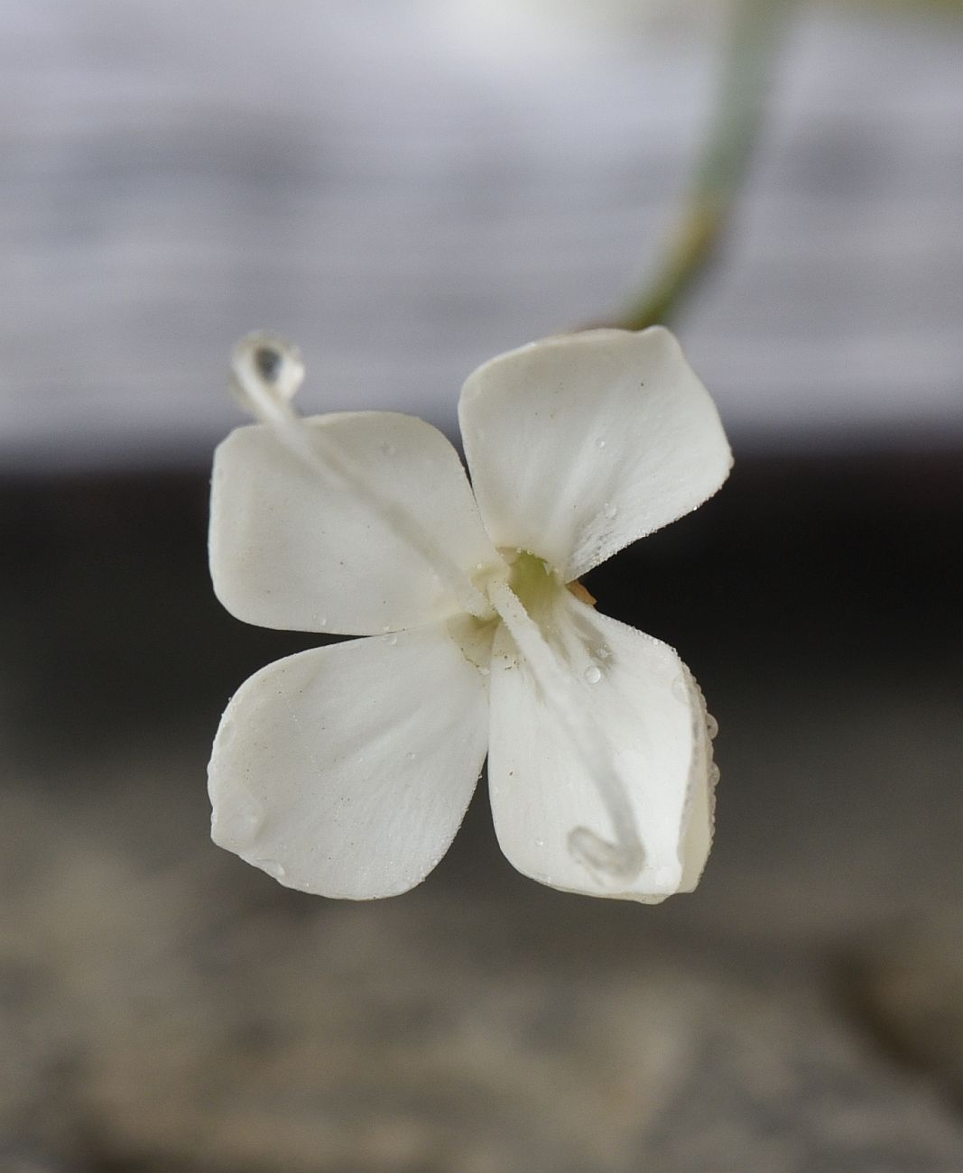 Изображение особи Dianthus cretaceus.