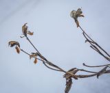 семейство Fabaceae. Верхушки высохших побегов. Пермский край, Лысьвинский р-н, камень Воробей, скальное обнажение. 18.02.2023.