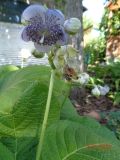 Hydrangea caerulea