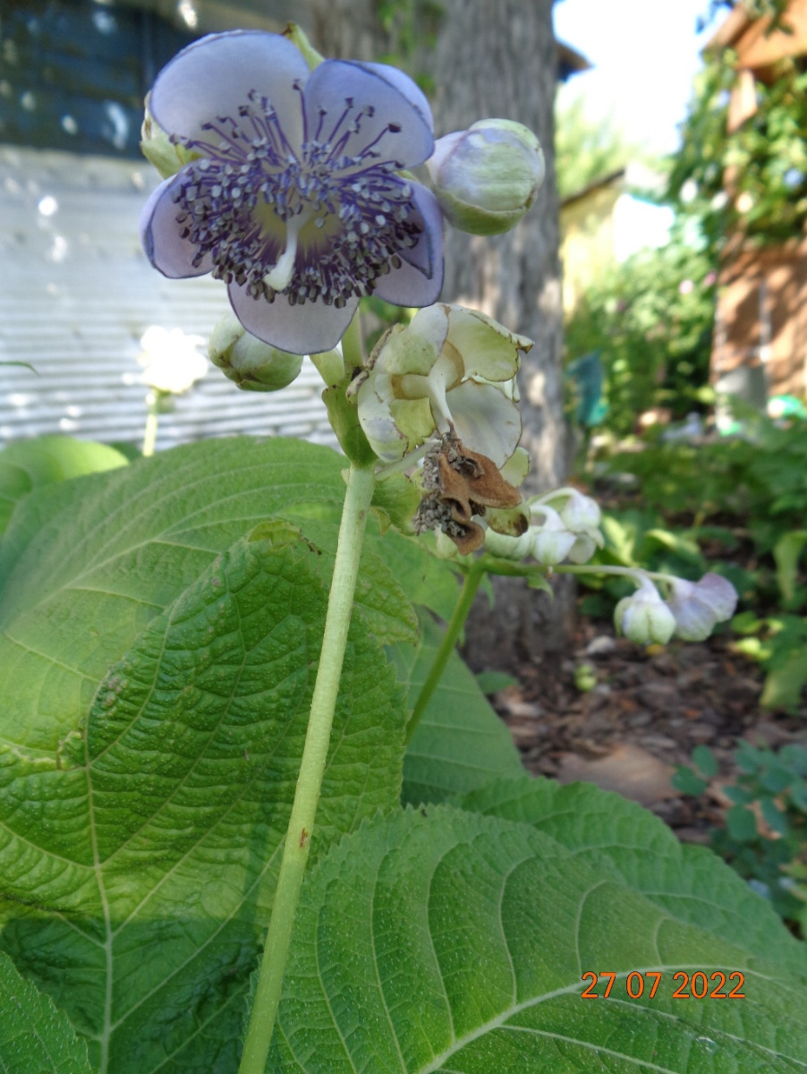 Image of Hydrangea caerulea specimen.