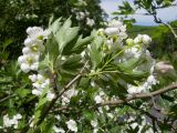 Crataegus rhipidophylla. Ветвь с соцветиями. Краснодарский край, Абинский р-н, окр. станицы Шапсугская, каменистый берег р. Скобидо. 30.04.2016.