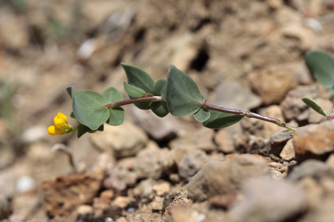 Изображение особи Coronilla scorpioides.