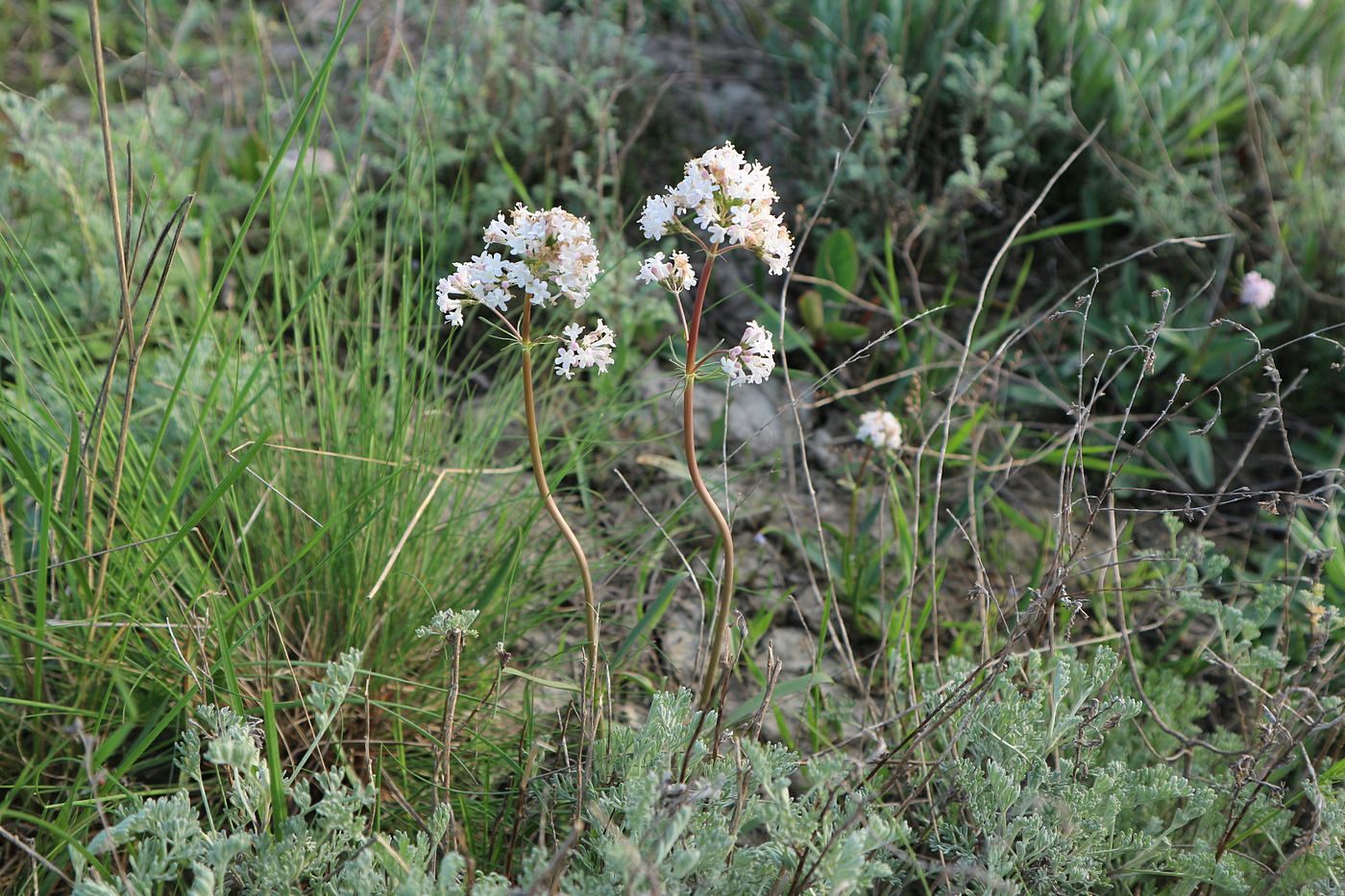 Изображение особи Valeriana tuberosa.