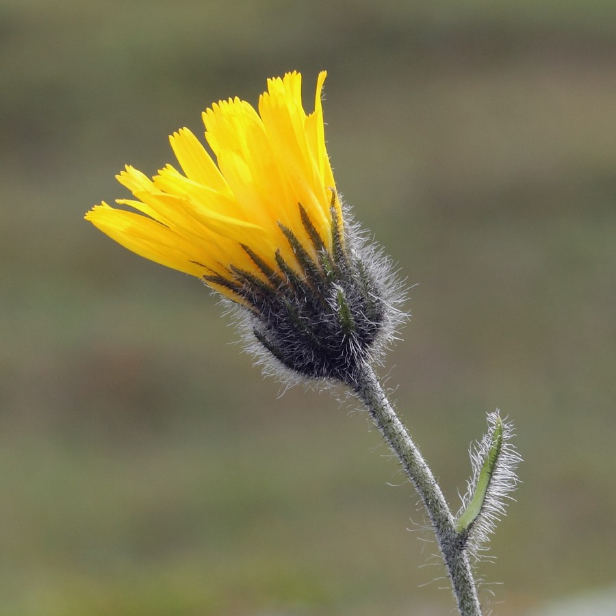 Изображение особи Hieracium alpinum.