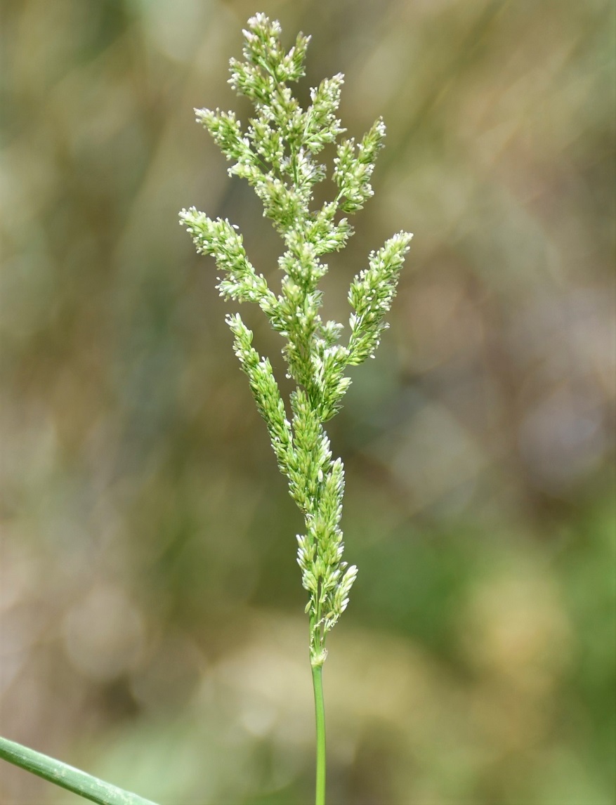 Изображение особи семейство Poaceae.