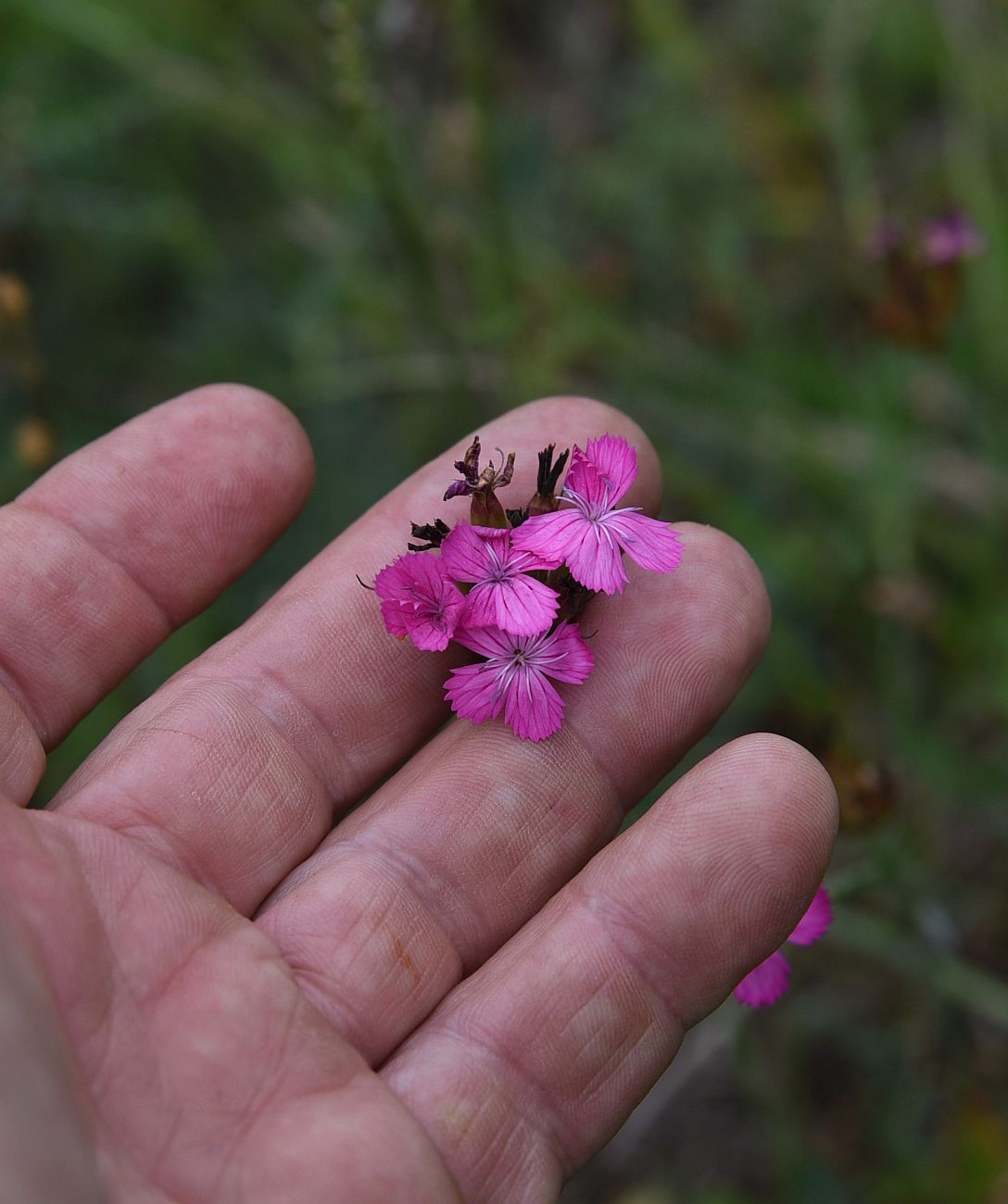 Изображение особи Dianthus ruprechtii.