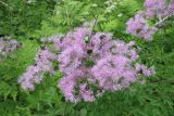 Thalictrum aquilegiifolium