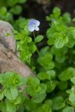 Veronica filiformis. Цветущее растение. Карачаево-Черкесия, Зеленчукский р-н, окр. пос. Архыз, ущелье ручья Баритовый, каменистый склон. 10.06.2023.