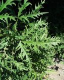 Urtica cannabina