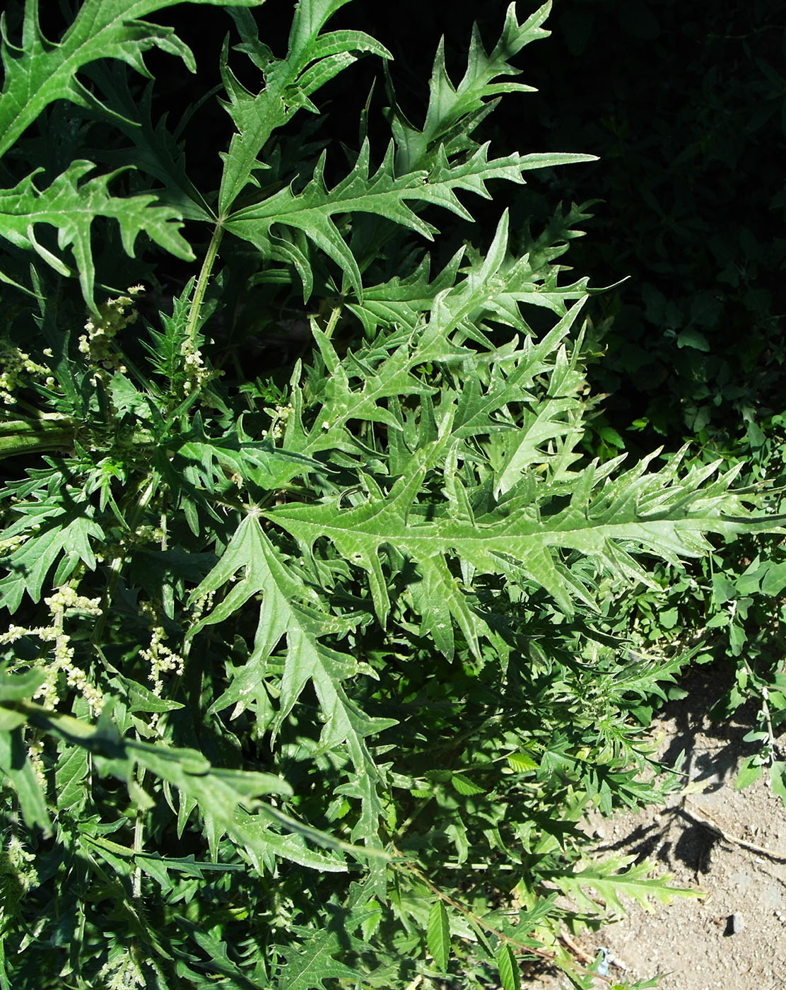 Image of Urtica cannabina specimen.