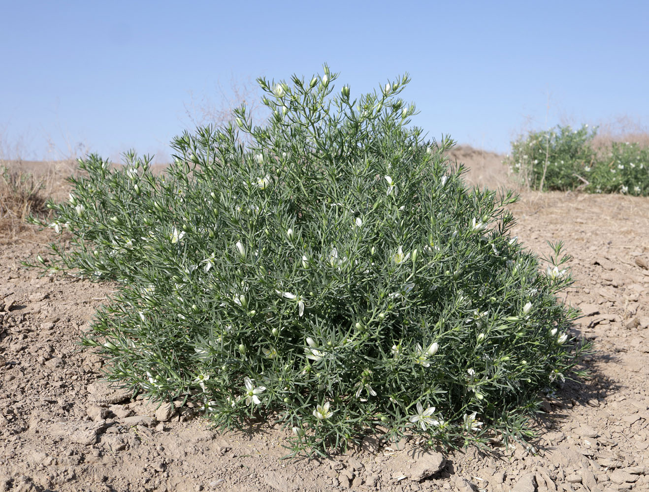 Image of Peganum harmala specimen.