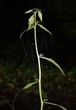 Cardamine bulbifera