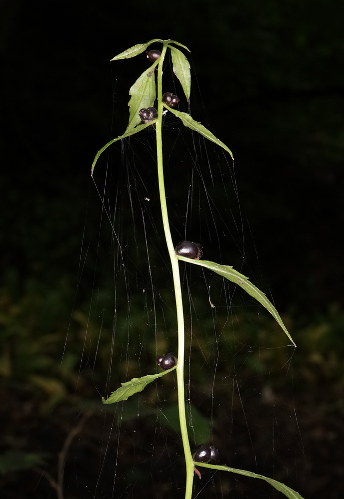 Изображение особи Cardamine bulbifera.