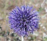 Echinops biebersteinii