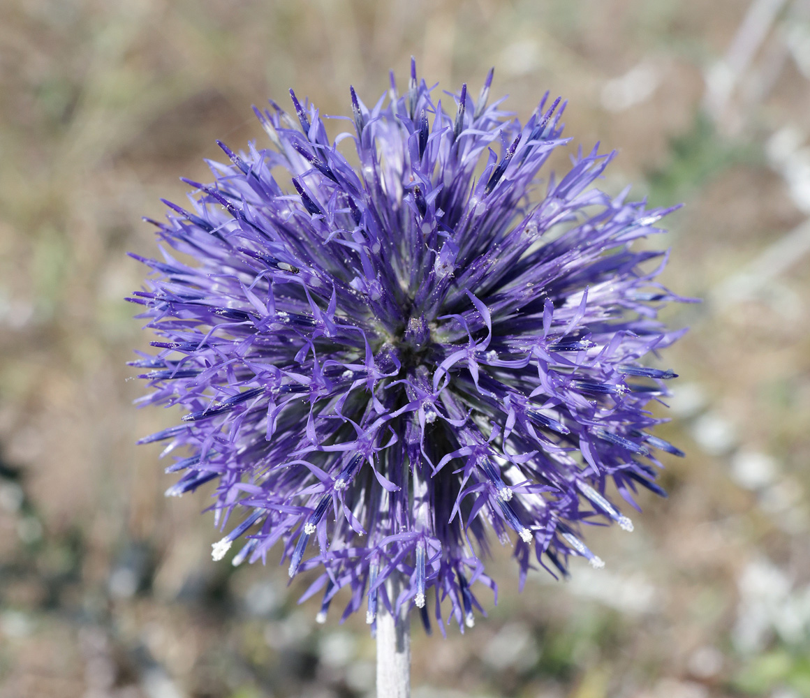 Image of Echinops biebersteinii specimen.