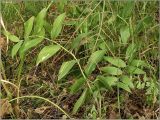 Polygonatum odoratum. Плодоносящие растения. Тверская область, Ржевский р-н, р. Волга, окр. переката Рождественский, г. Рождественская. 7 августа 2011 г.